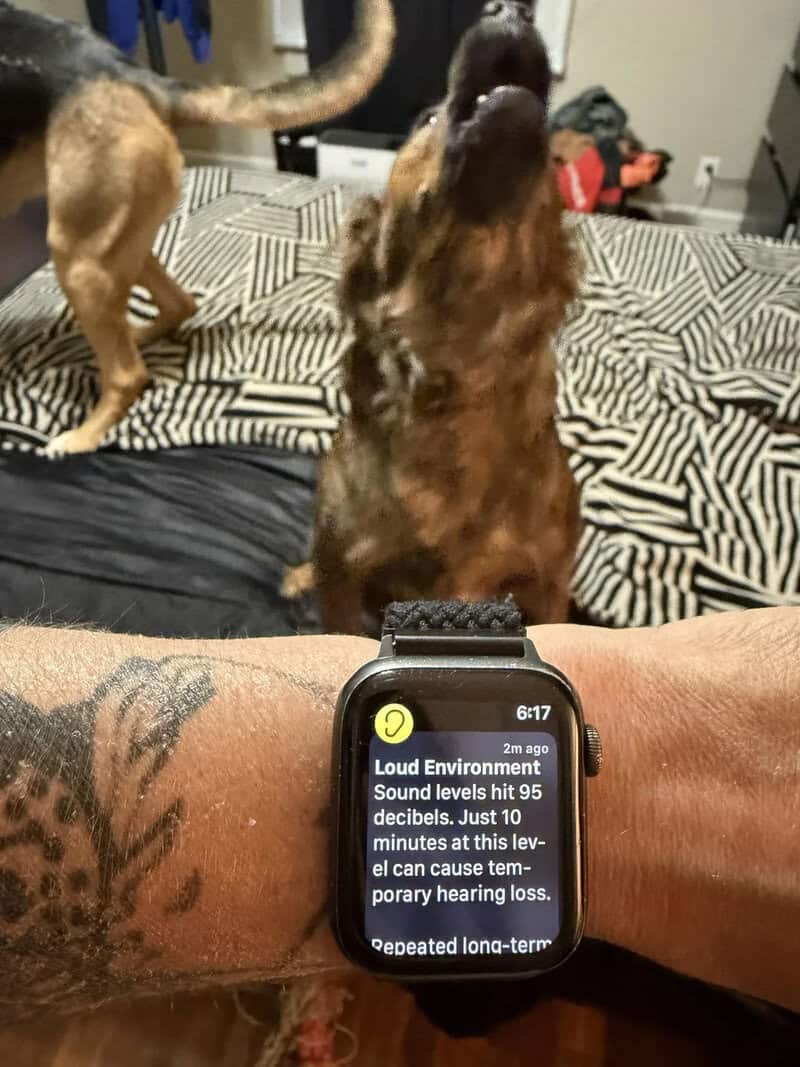 Dog and cat on bed with a smartwatch showing sound level warning.