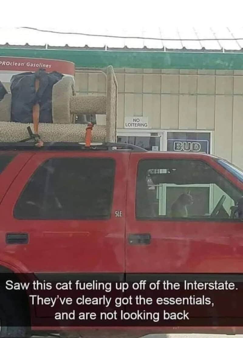 Cat fueling up off the Interstate on a gas station roof rack.