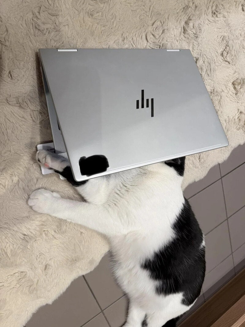 Cat with a laptop on its head lying on a beige carpet.