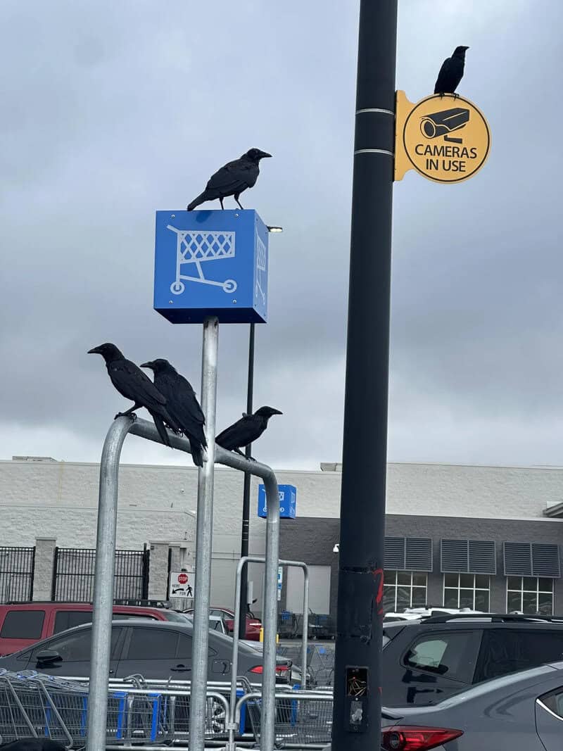 Three birds perched on shopping cart and signpost in parking lot.