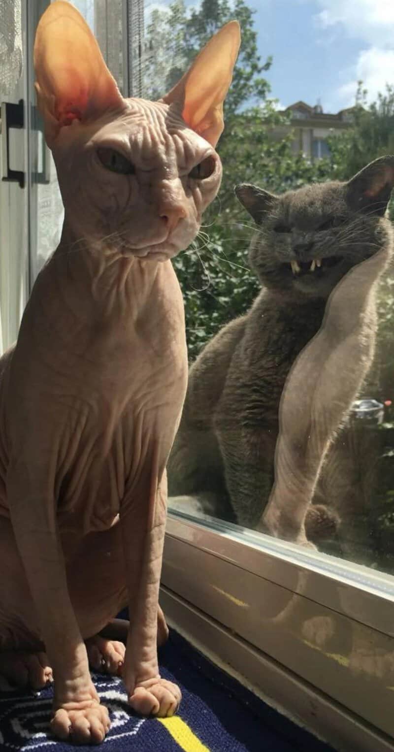 Sphinx cat and gray tabby looking through a window with trees and houses outside.