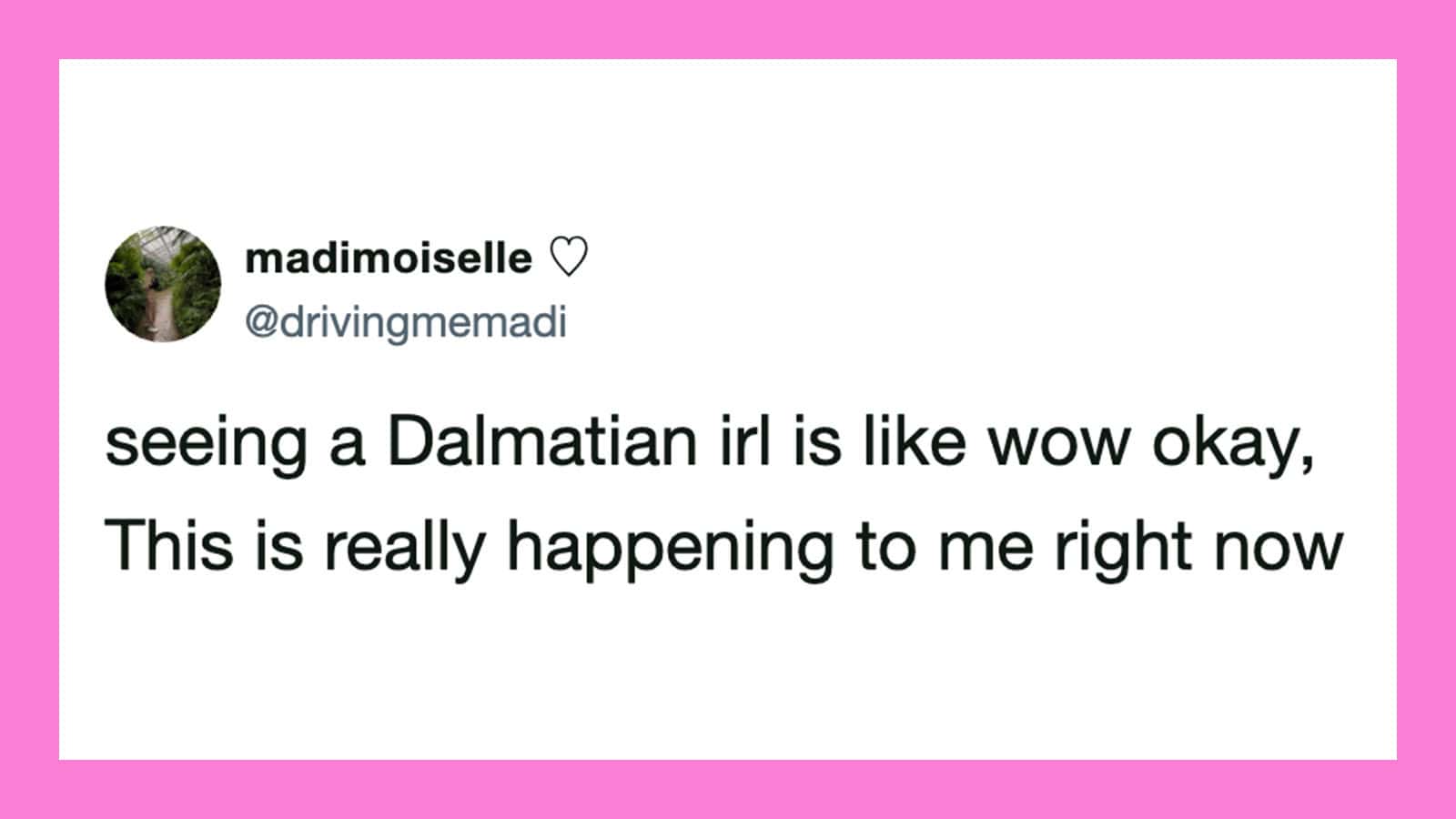 Seeing a Dalmatian in real life is surprising, like wow okay, this is really happening to me right.