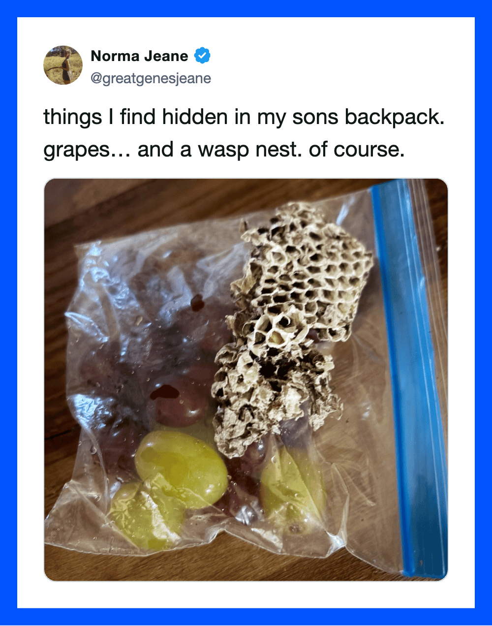 Hidden grapes and wasp nest in son's backpack, as described in the tweet.