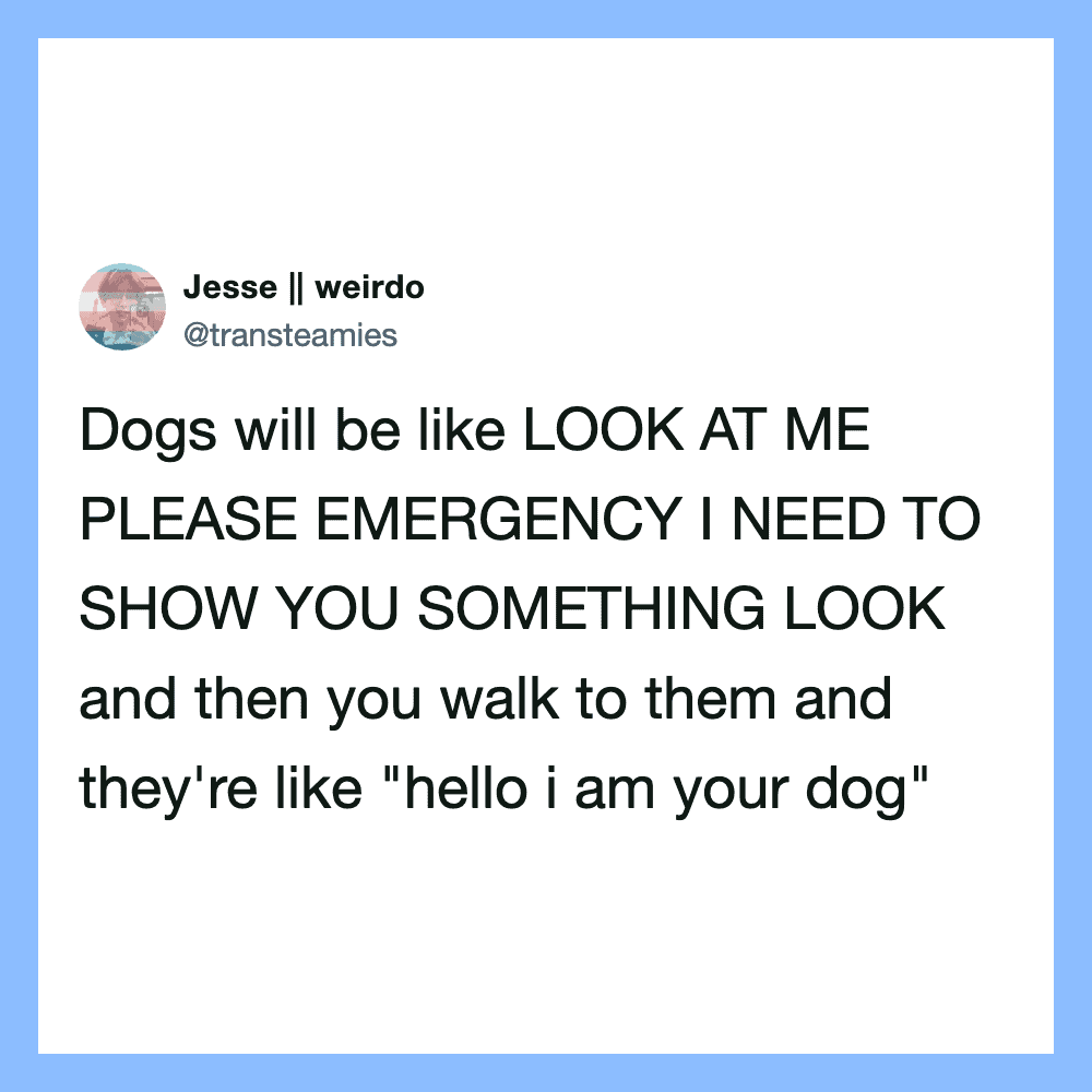 Twitter post by Jesse || weirdo about dogs looking at you and wanting to show something.