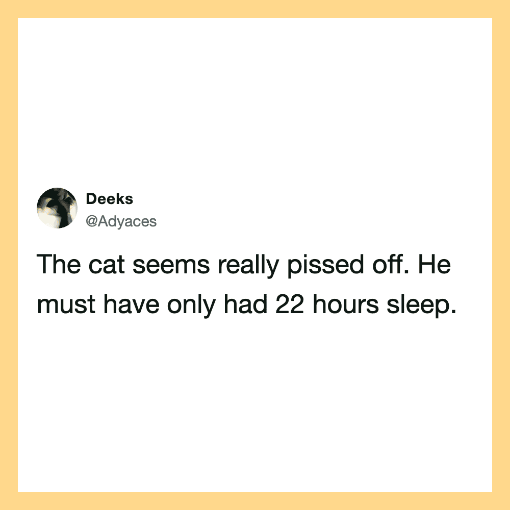 The cat seems really pissed off. He must have only had 22 hours sleep.