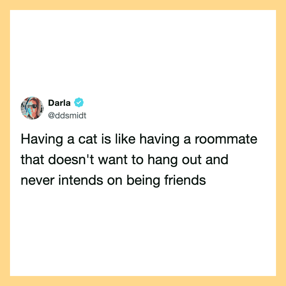 Having a cat is like having a roommate that doesn't want to hang out and never intends on being f.
