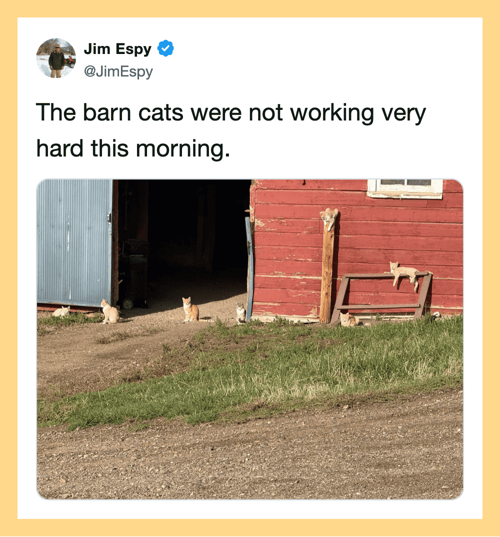 Barn cats outside a red barn with a bench and a small shed, some cats are resting.