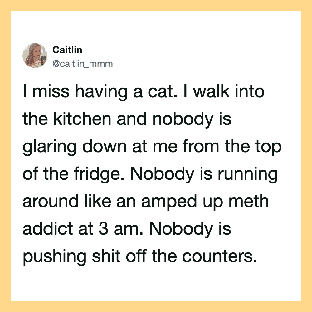 Twitter post by Caitlin about missing her cat and the kitchen scene.