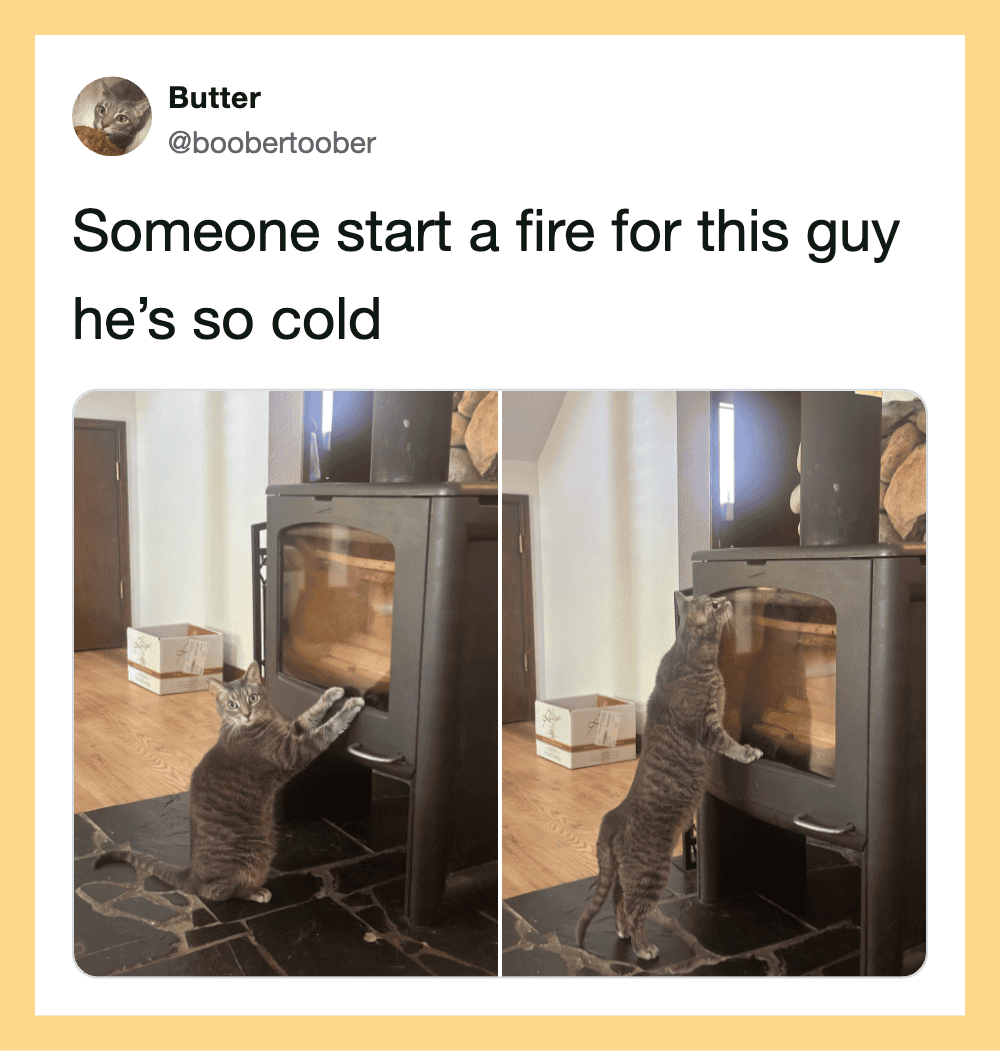 Two photos of a gray cat standing on its hind legs, touching a stove with its front paws.