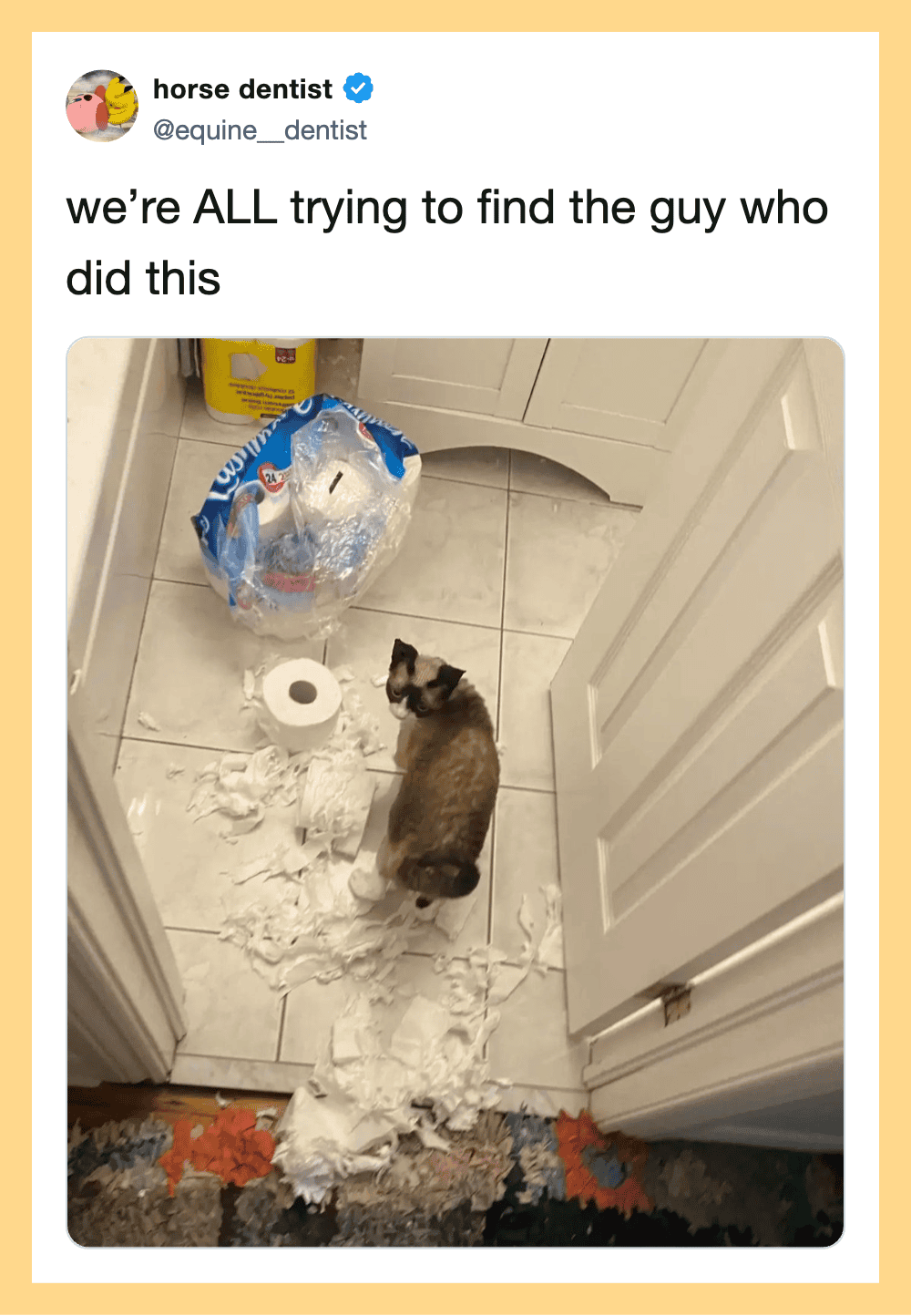 Cat looking at torn toilet paper on the floor, with a water jug and cleaning supplies nearby.
