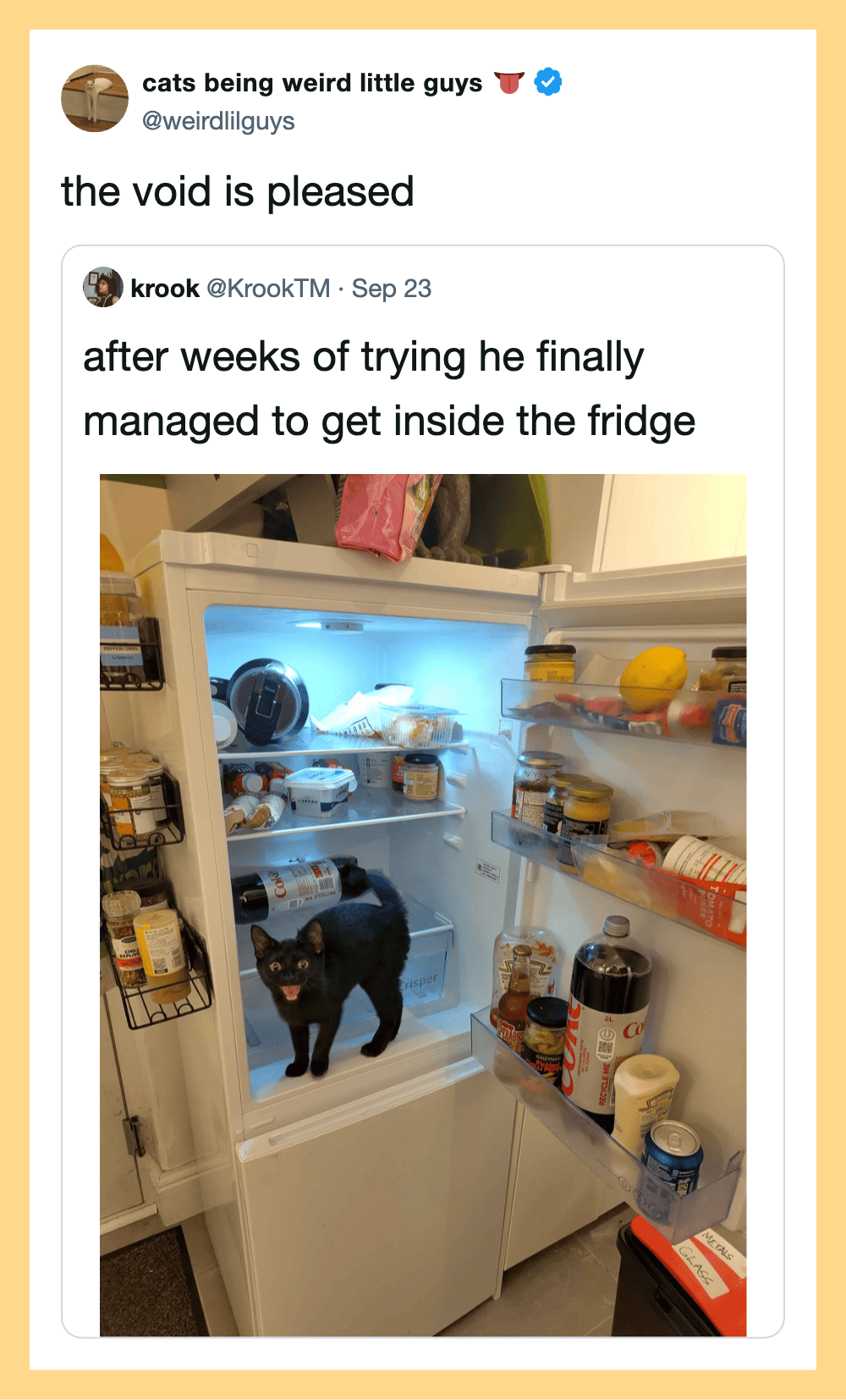 Black cat inside an open fridge with food and drinks, looking out.