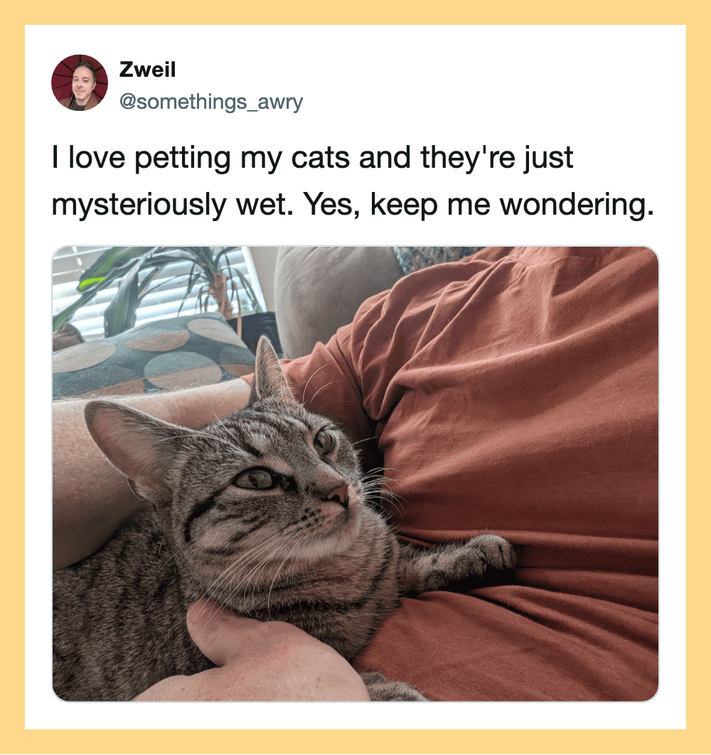 A person holding a wet tabby cat on their lap, with a plant and window in the background.