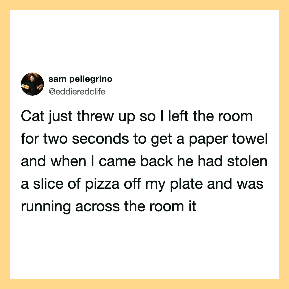 Cat stole a slice of pizza while owner left the room briefly.
