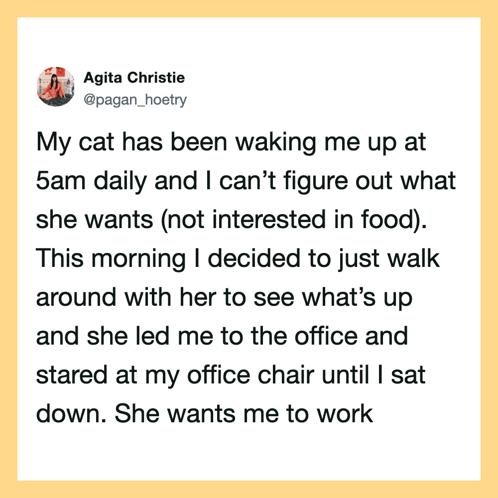 A person walking around with their cat in the office, the cat staring at the office chair.