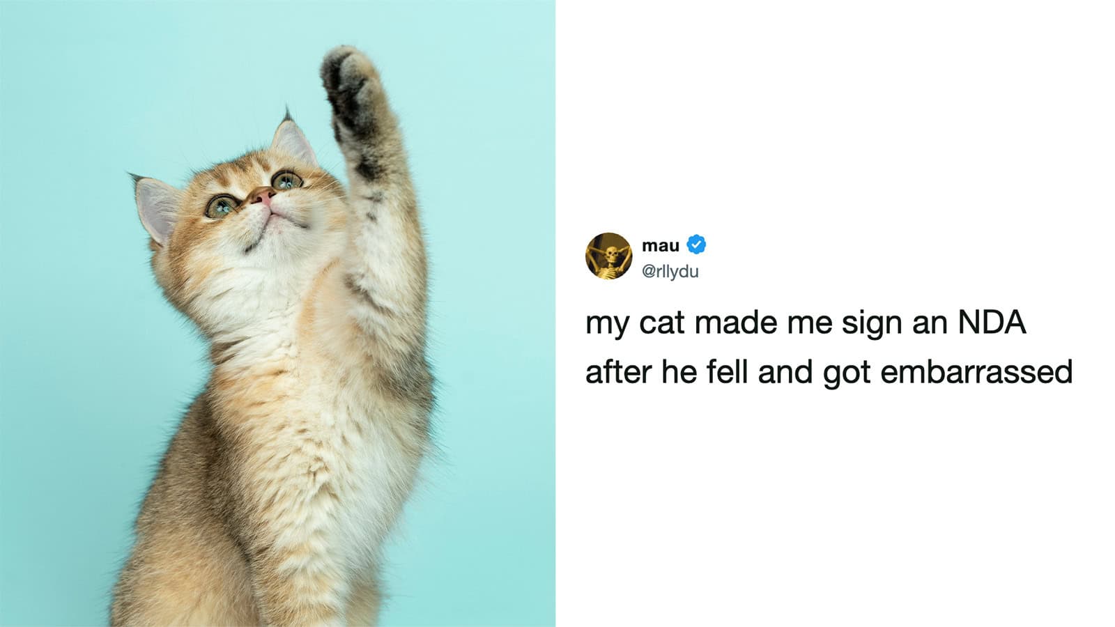 Cute kitten reaching up with paw against a blue background.