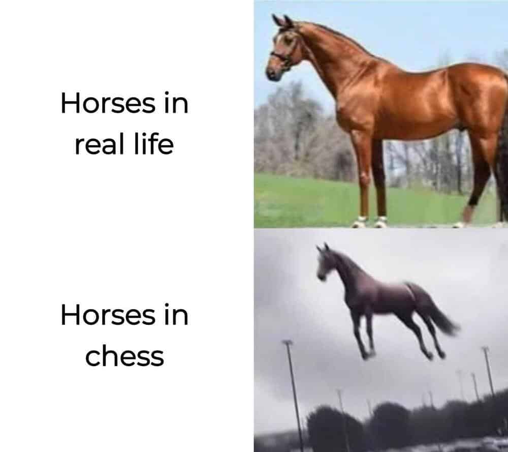 Horses in real life and in chess, with a horse and a knight piece.