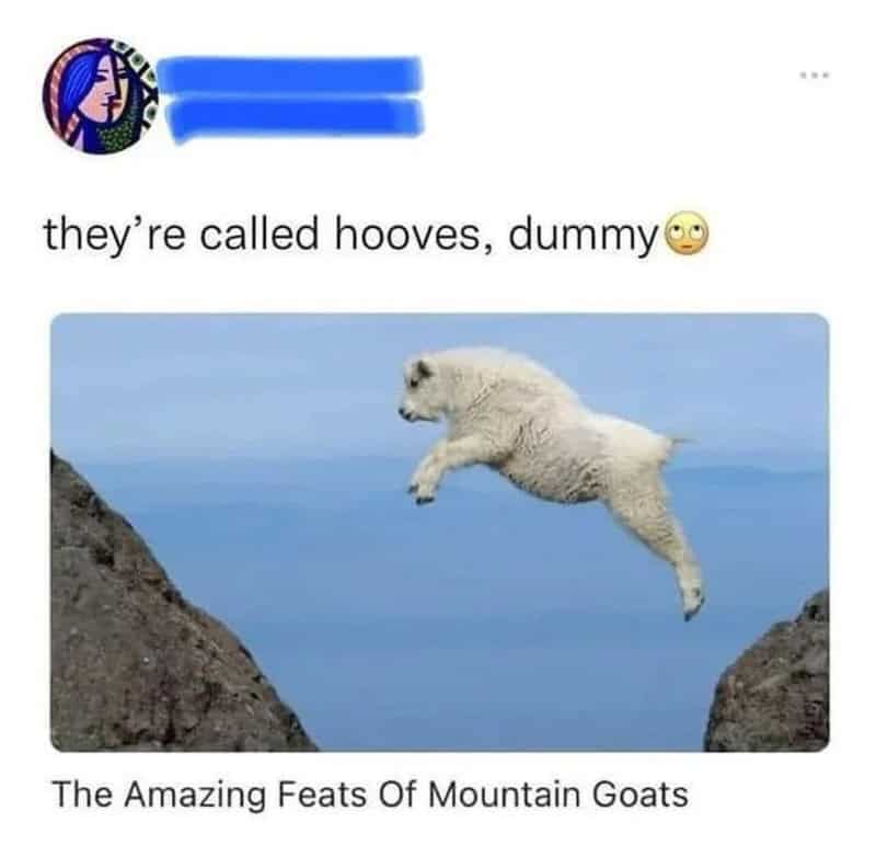 A mountain goat jumping between two cliffs with the caption 'The Amazing Feats Of Mountain Goats'.