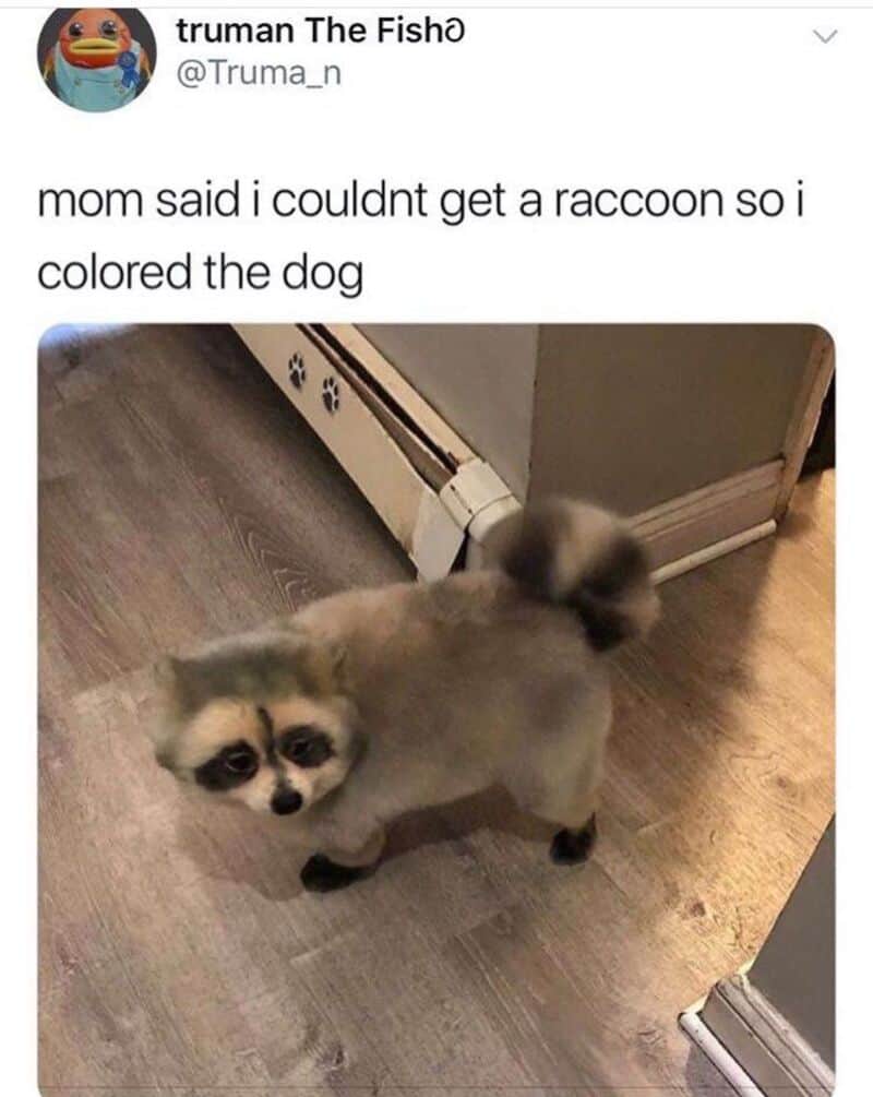 Dog with raccoon face painted on it, captioned 'mom said i couldn't get a raccoon so i colored the d.