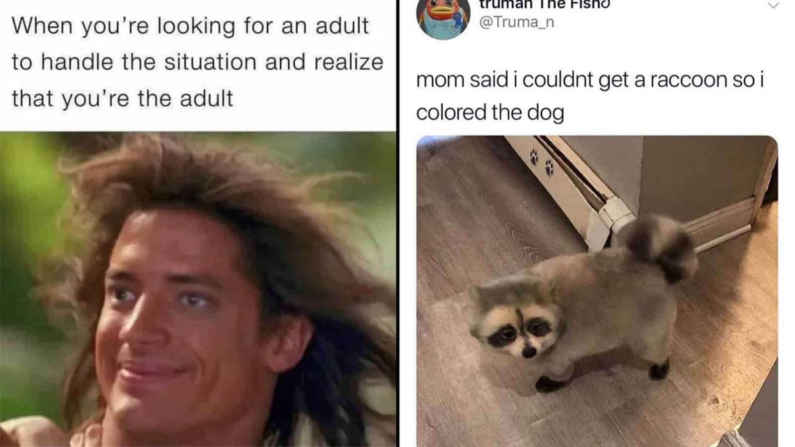Funny meme about handling adult situations and coloring a dog.