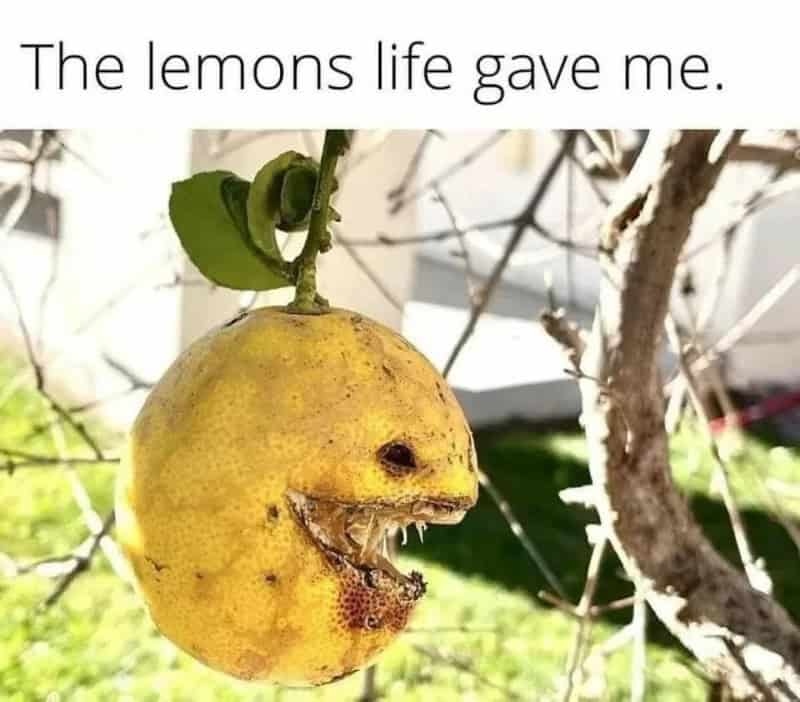 Lemon with a face and mouth, hanging from a tree, with the caption 'The lemons life gave me.'.