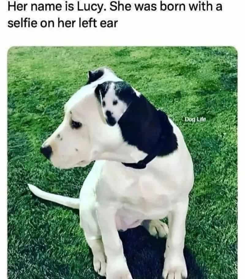 Her name is Lucy, born with a selfie on her left ear, sitting on grass.