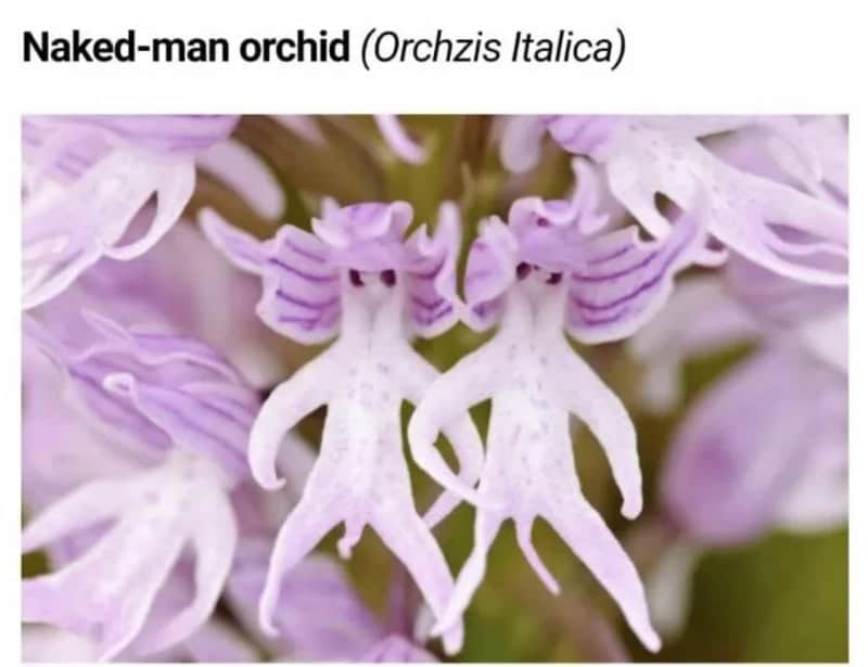 Naked-man orchid with two orchid flowers resembling naked men.