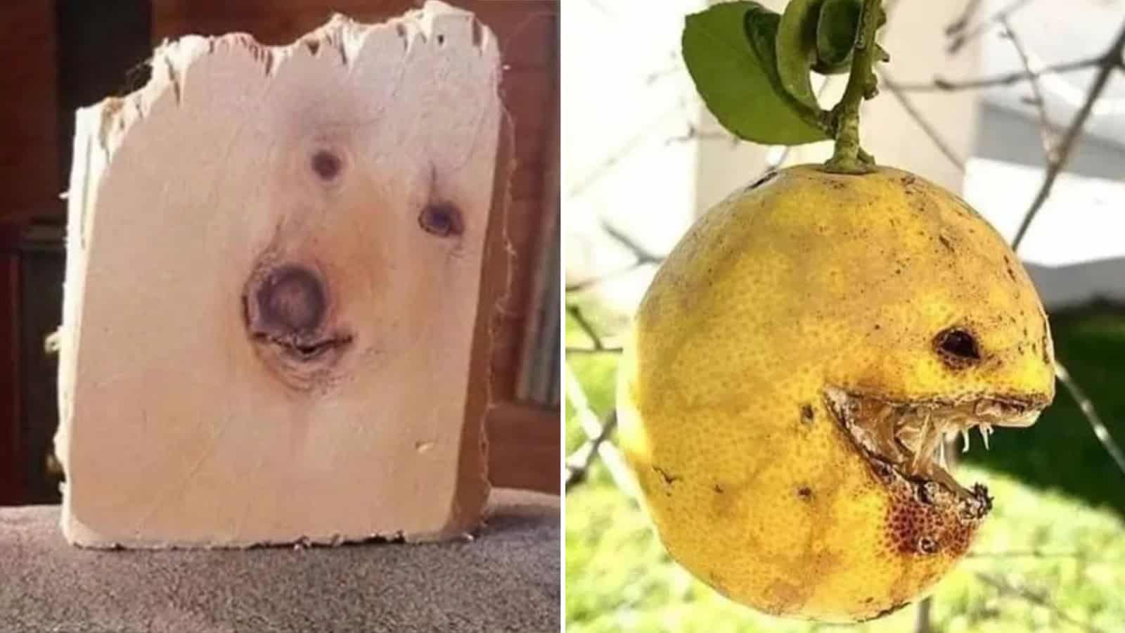 Object with a face-like appearance resembling a dog and a pear with a face and mouth.