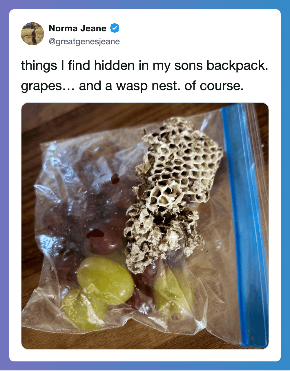 Grapes and a wasp nest in a plastic bag, shared by Norma Jeane.