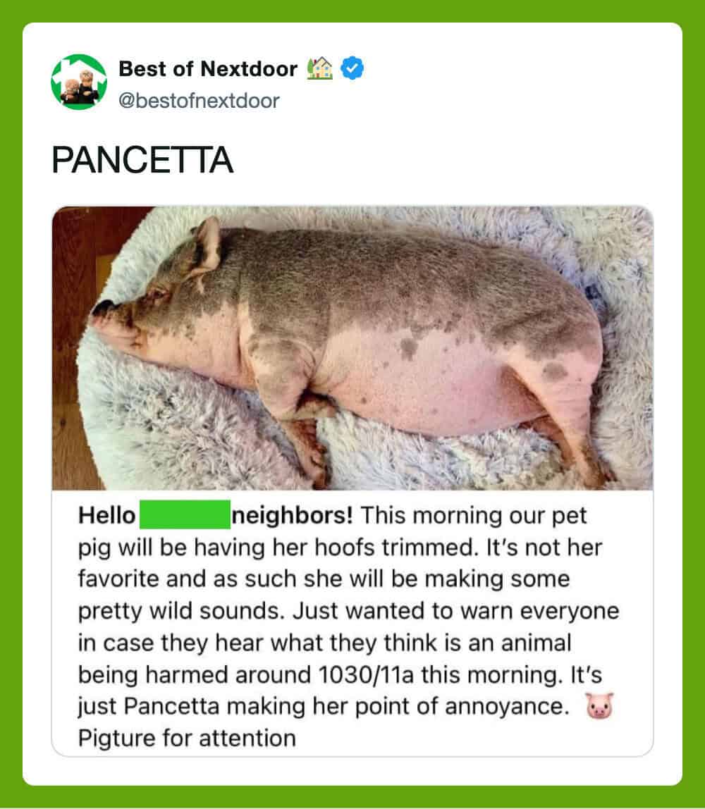 Pig lying on a fluffy surface with a humorous post about neighbors and a pig named Pancetta.