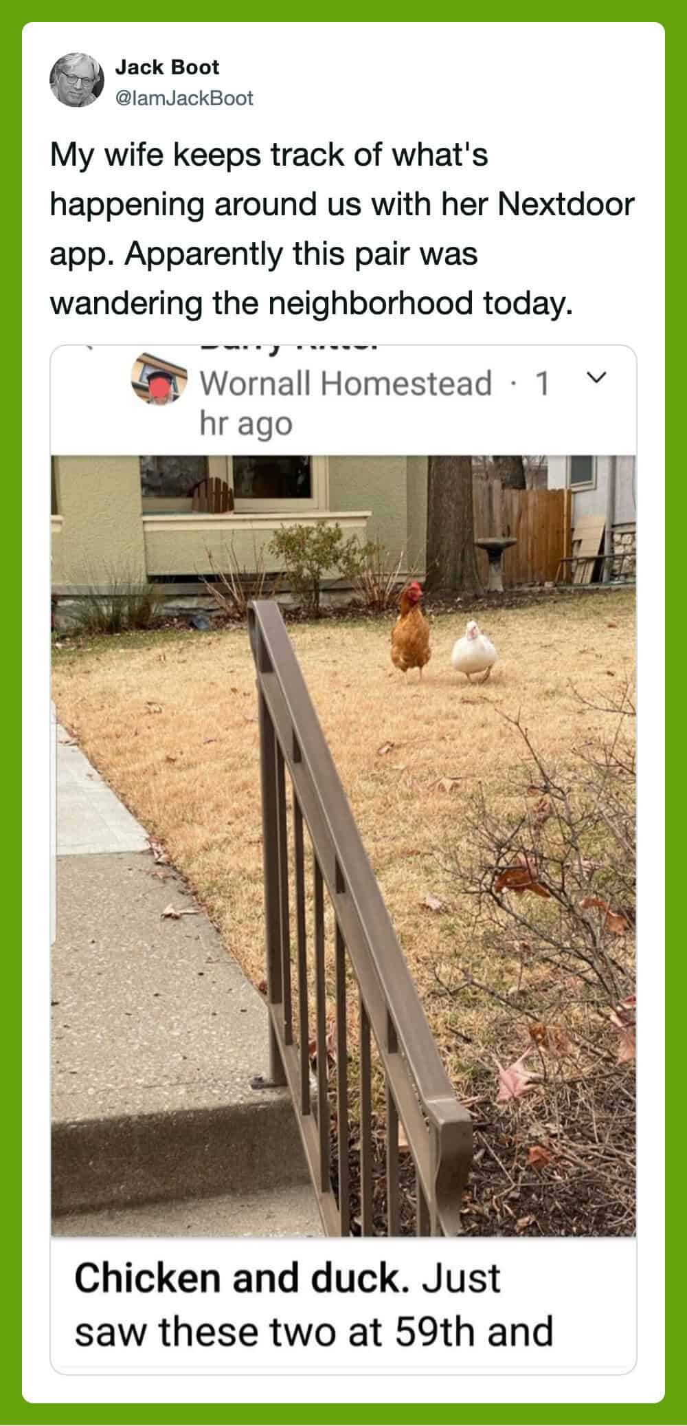 A chicken and a duck in a yard with a fence and house in the background.