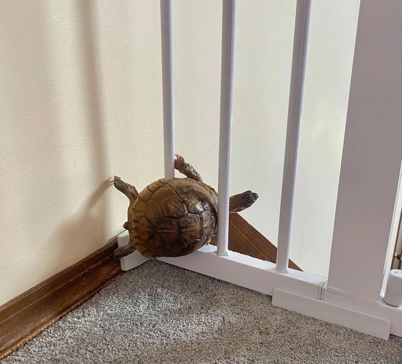 Turtle stuck in a corner behind a white railing, with its head and limbs visible.