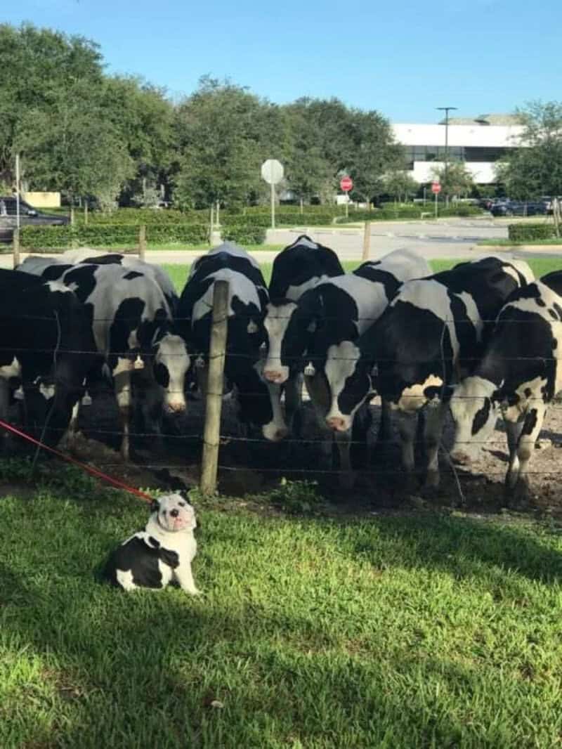 Dog sitting in front of cows behind a fence, with a park and buildings in the background.