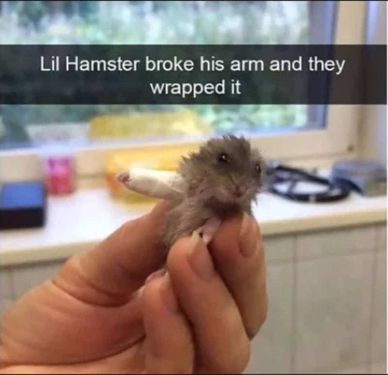 Hamster with a wrapped broken arm, held in hand, with text overlay.