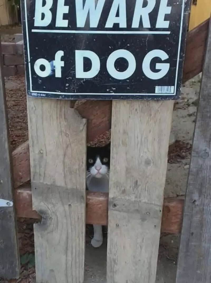 Beware of dog sign with a cat peeking through a wooden fence.