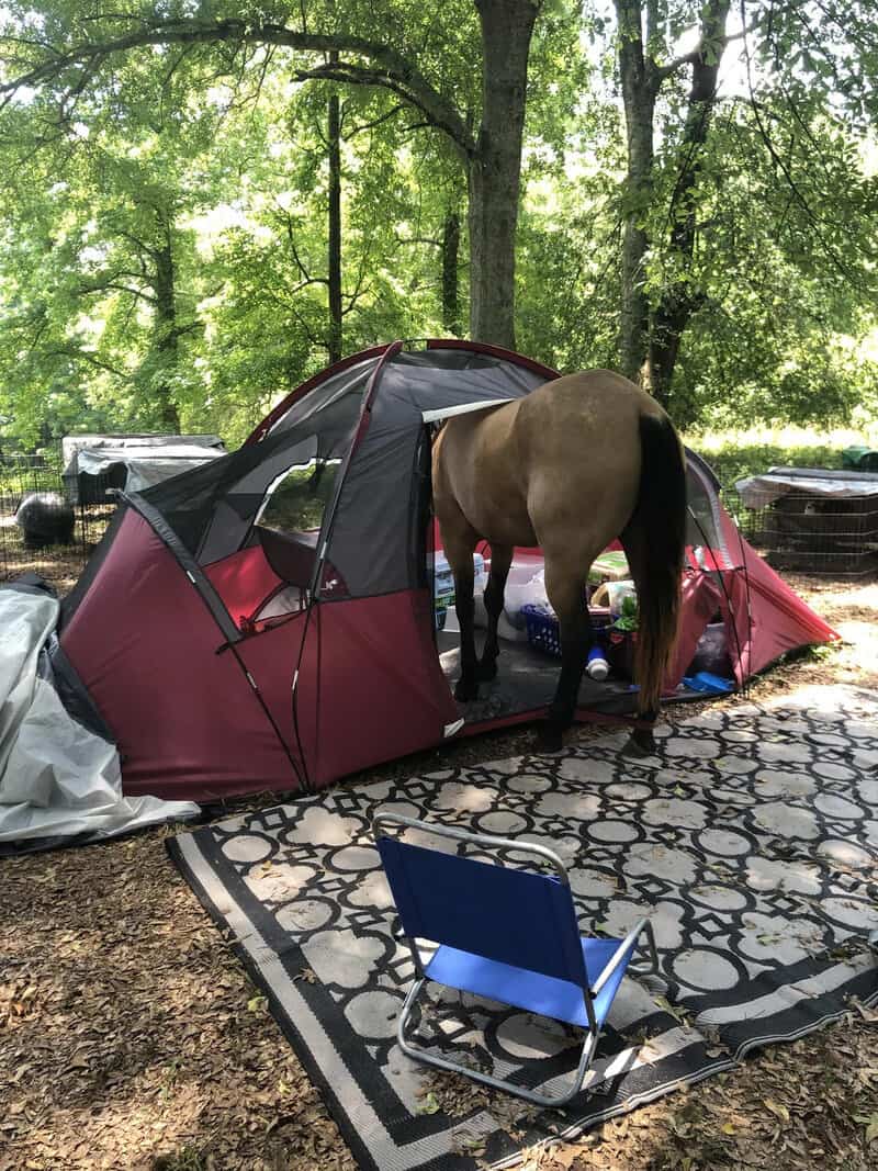 Horse standing inside a camping tent in a wooded area.