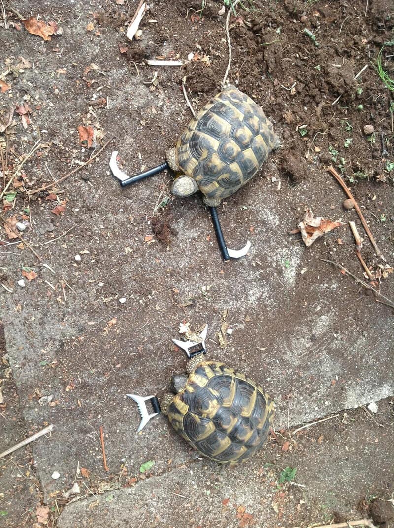 Turtle with tools for legs and a hammer for a tail on dirt.