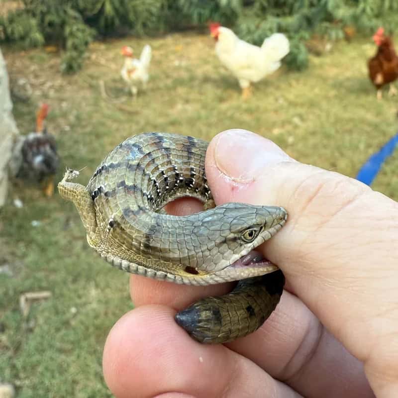Person holding a small snake with chickens in the background.