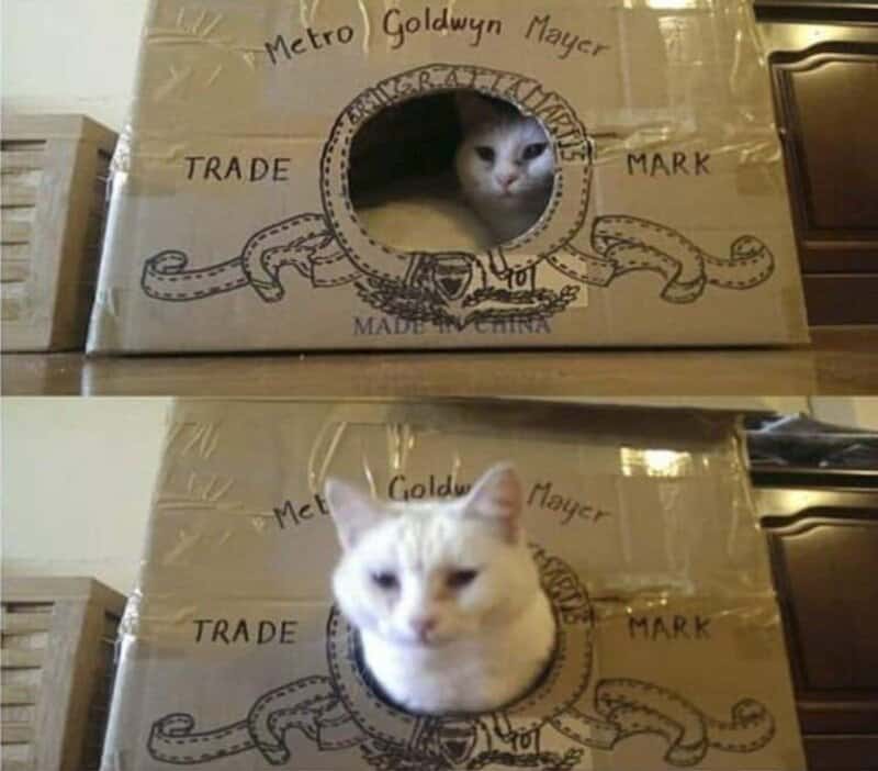 Two cats in cardboard boxes with Hollywood-style logos, one peeking out and one resting.