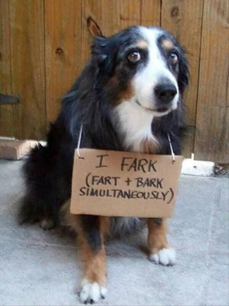 Dog with a sign saying 'I FARK (FART + BARK) SIMULTANEOUSLY'.