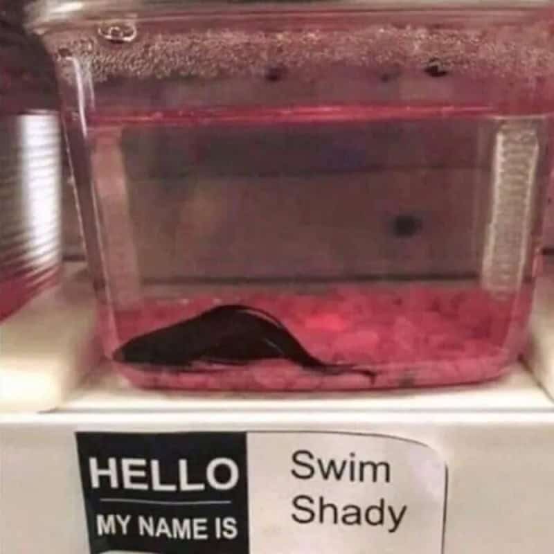 A fish tank with a fish and a sign saying 'HELLO MY NAME IS Swim Shady'.