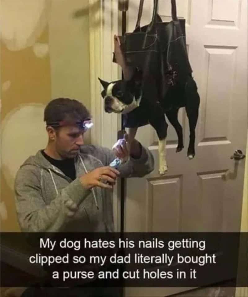 Dog with nails cut, hanging from a purse with cut holes, owner holding a nail clipper.