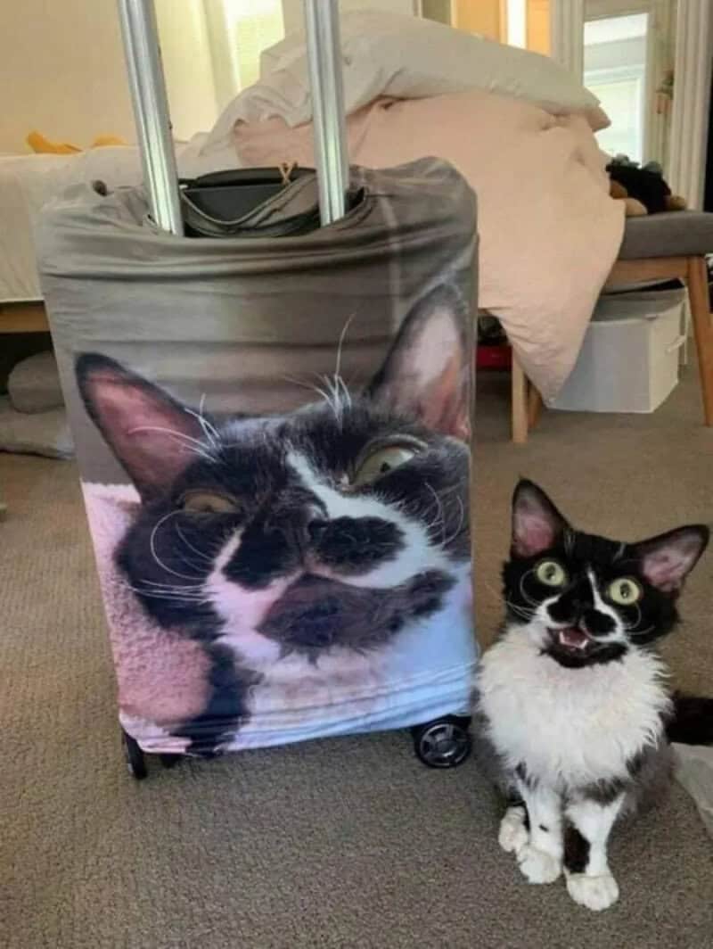 Cat with a funny face on a suitcase and a smaller cat looking surprised.