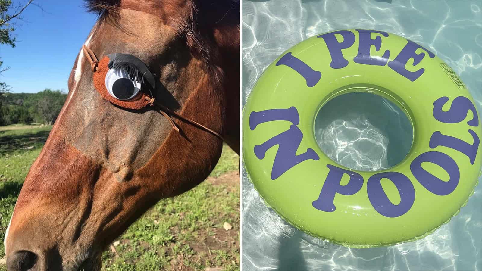 Horse wearing googly eyes and a beak, with a pool float saying 'I PEE IN POOL'.