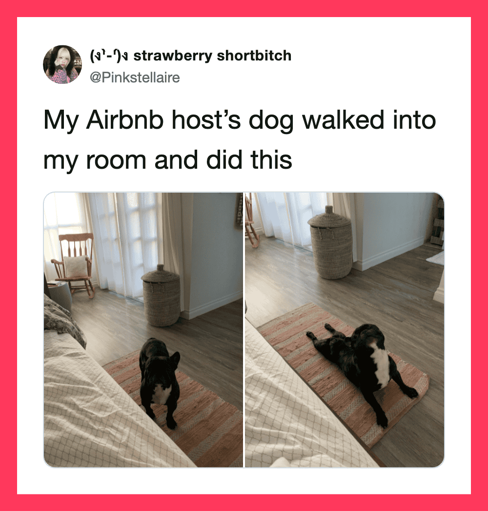 Photo of a dog lying on a rug in a room with curtains and furniture.