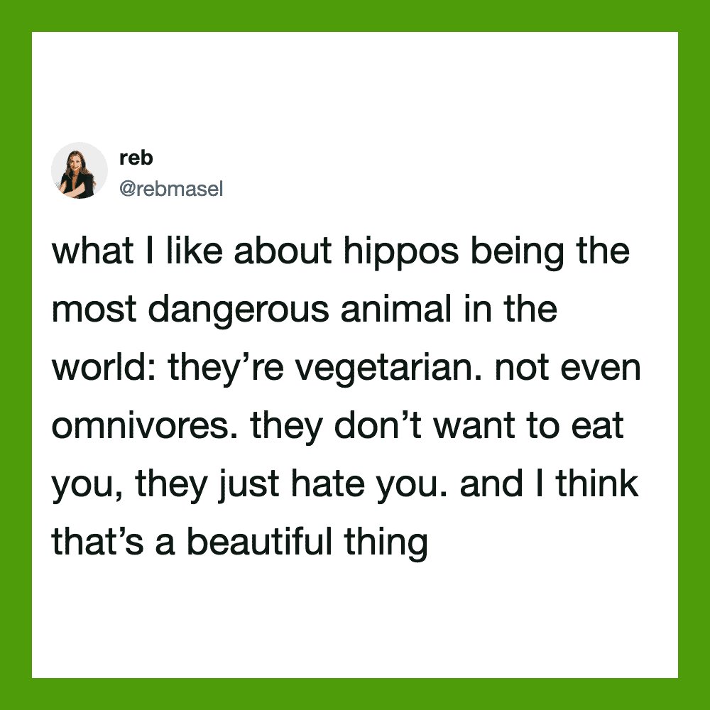 Reb's tweet about hippos being vegetarian and not wanting to eat humans.