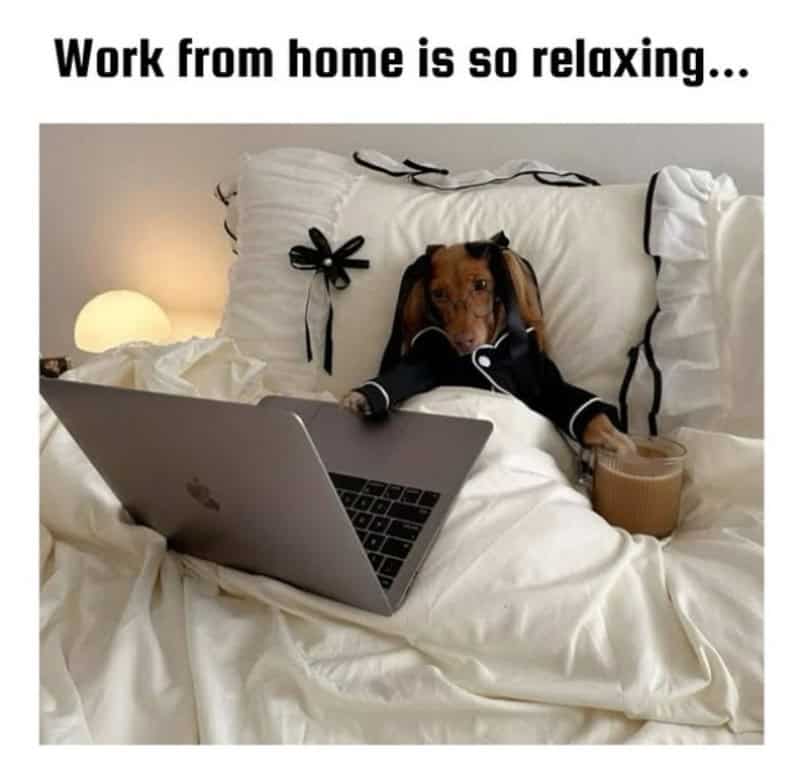 Dog in pajamas working on a laptop in bed with a drink, captioned 'Work from home is so relaxing...'.