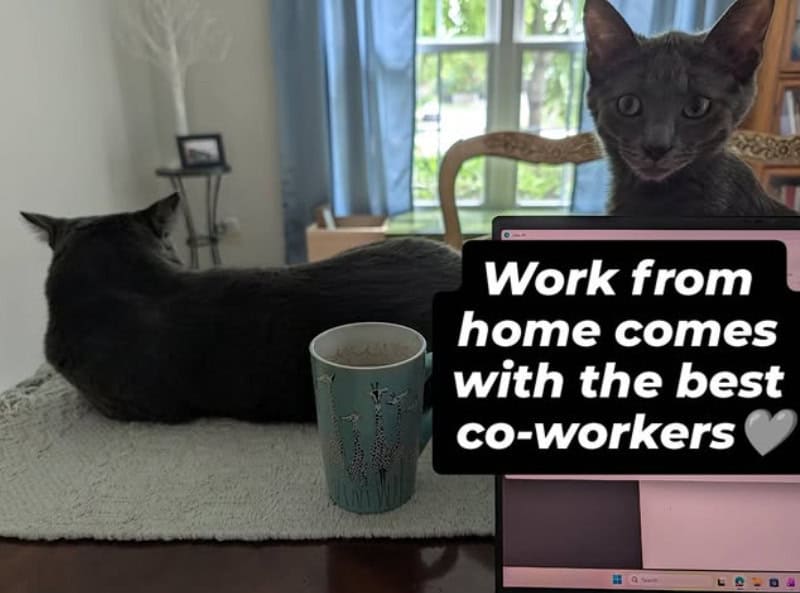 Two cats with a laptop and a mug, with a message about working from home.