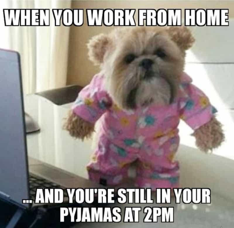 Cute dog in pink pajamas with text about working from home and staying in pajamas.