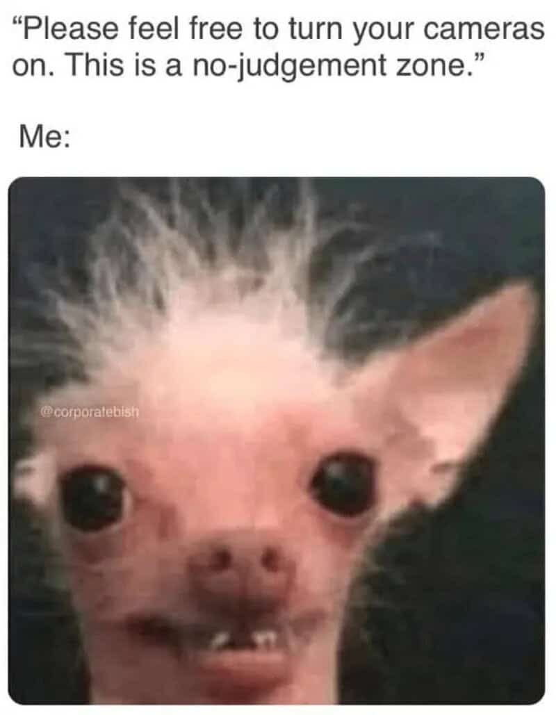 Dog with messy hair and big eyes, making a funny face.