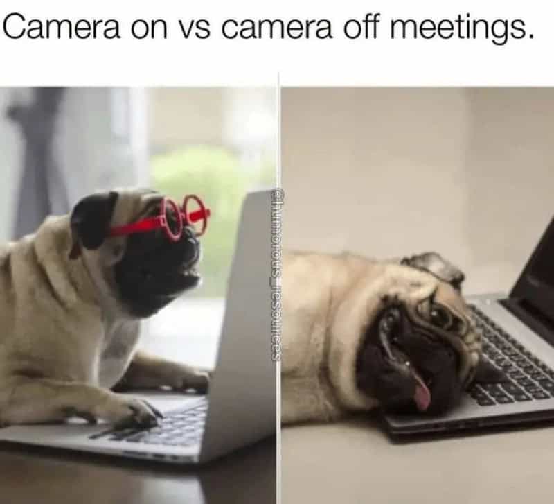 Dog with glasses on left, dog with tired face on right, both on laptops.